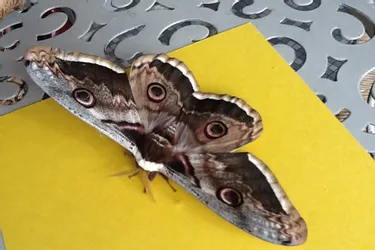 Quel était ce papillon géant observé dimanche dans le Livradois-Forez (Puy-de-Dôme) ?