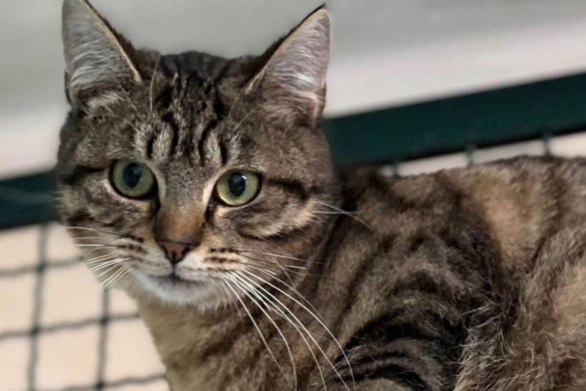 Il y a urgence pour Vico, un chat très timide, qui cherche un paisible ...