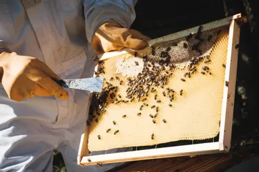 Une production de miel divisée par trois en 2021 dans le Puy-de-Dôme