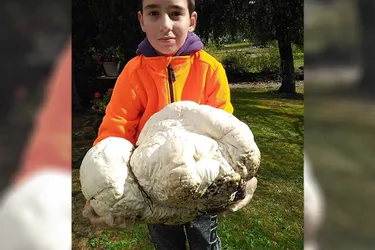 Trouvaille en Creuse : un champignon vesse de loup de plus de 6 kilos
