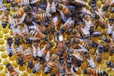 Attaquée par des abeilles dans le Cantal : la victime a succombé