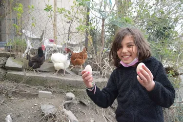 Des déchets en moins, des œufs en plus : à Riom, une famille raconte les avantages et inconvénients d'avoir des poules dans son jardin
