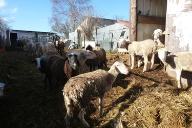Dix-huit moutons sauvés dans une exploitation