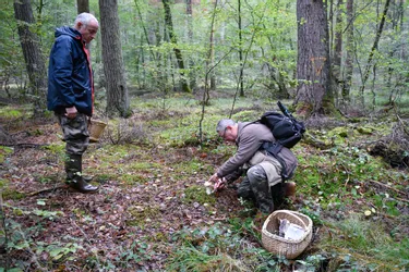 Cueillette des champignons : la saison des cèpes est en retard dans l'Allier