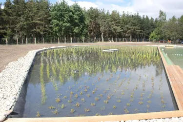 Six variétés de plantes nettoient et réoxygènent l’eau du bassin