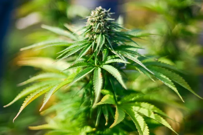 Pourquoi les "néocannabinoïdes" légaux sont dans le viseur des producteurs de CBD ? - La Montagne