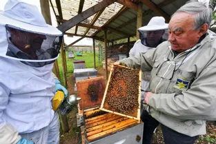 En Corrèze, au moins 20 % des colonies d'abeilles ont été perdues cet hiver