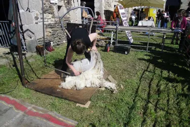 Moutons et laine étaient à l’honneur