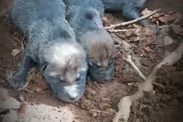 Quatre adorables petits louveteaux sont nés au parc animalier des Monts de Guéret