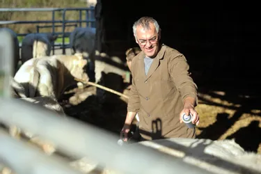 FCO : 1.700 bovins mâles à vacciner au nord-est de Montluçon