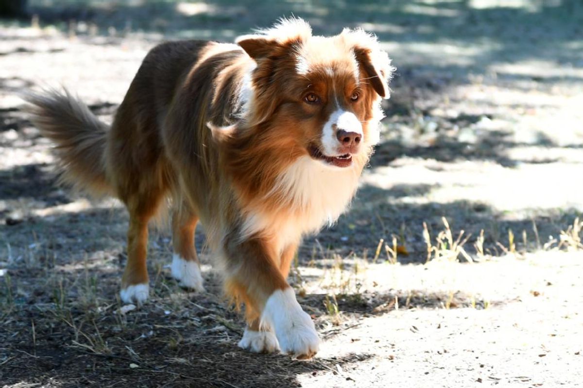 Berger Australien Croisé Golden Retriever Adulte Berger australien, golden retriever... Quelles sont les races de chien