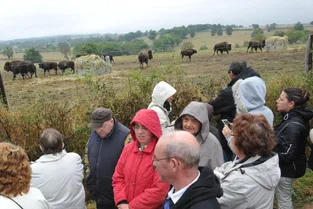 Pour la première fois dans l’Allier, Matthieu Peron a ouvert son élevage de bisons aux curieux, hier