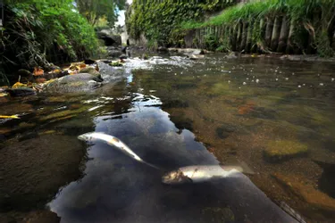Une pollution dans l'Artière, des dizaines de poissons tués