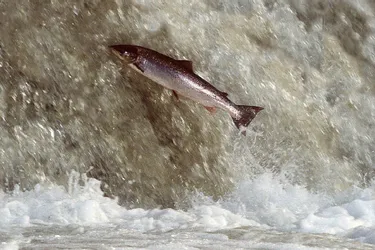 Le projet d’une centrale hydroélectrique à Vichy inquiète l’Association protectrice du saumon