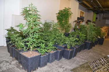101 plants de cannabis découverts à Polignac (Haute-Loire)
