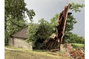 A Merlines en Corrèze, un chêne pluri centenaire s'écroule sous les assauts du vent