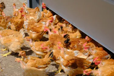 Abrogation de la zone de surveillance dans le Puy-de-Dôme liée au cas de grippe aviaire à Flayat (Creuse)