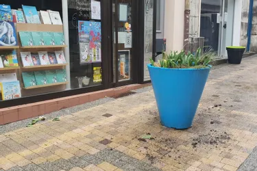 Des bulbes de fleurs vandalisés en ville
