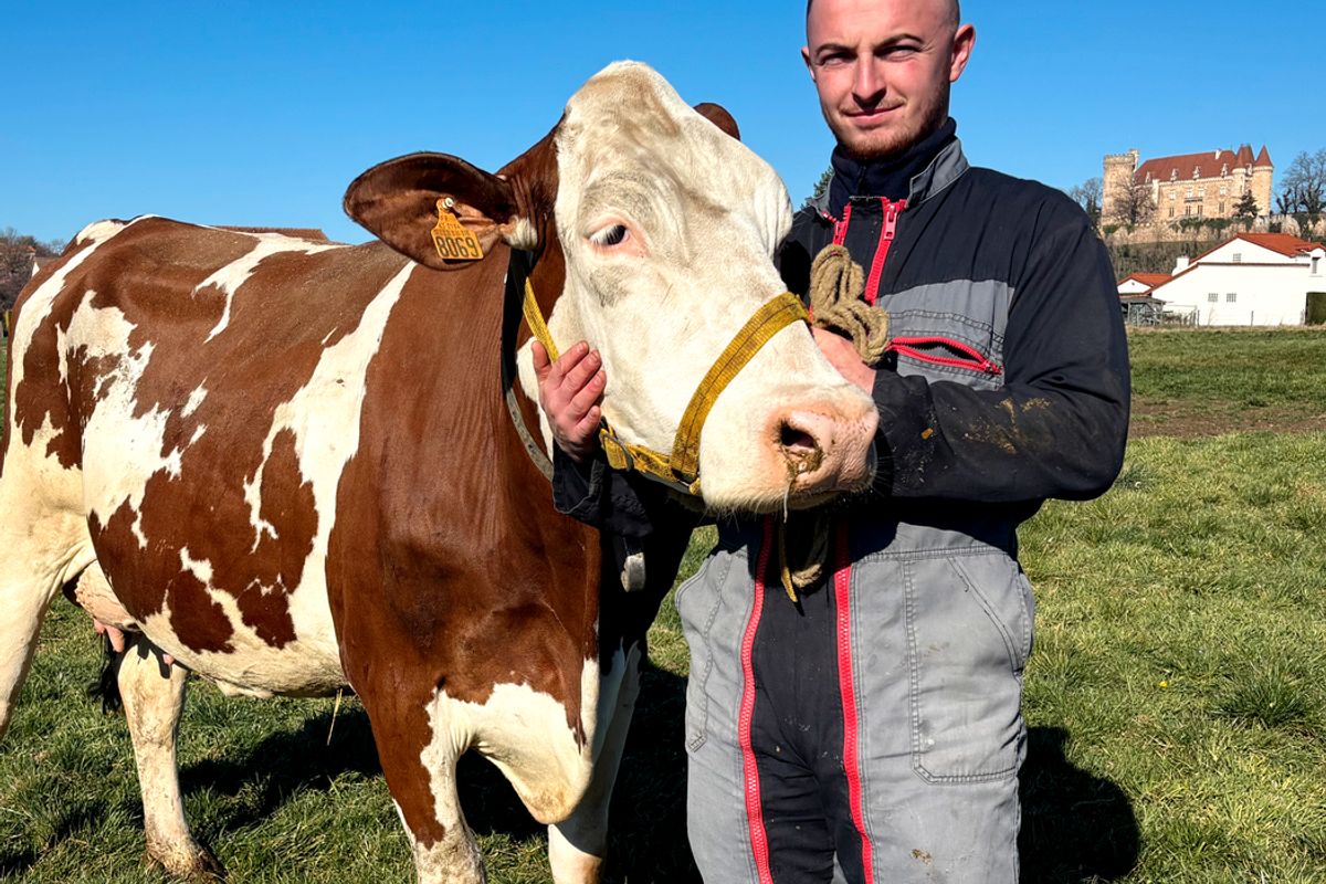 Dressage, tonte… Comment ce jeune éleveur de Haute-Loire prépare t-il ses vaches pour les concours ?