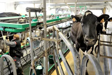 Des éleveurs du Cantal craignent de devoir bientôt jeter le lait