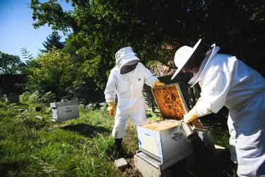 Avec une récolte de miel en chute de 60 % à 80 %, la saison est catastrophique pour les apiculteurs de l'Allier