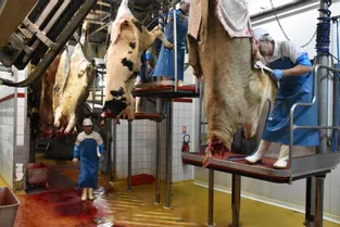 Le négociant en bestiaux condamné à Clermont-Ferrand pour avoir falsifié les cartes sanitaires de trois vaches