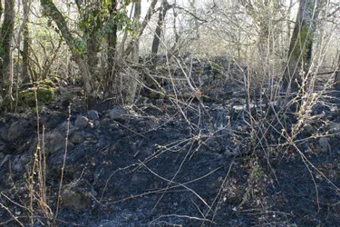 Un feu parcourt cinq hectares de végétation