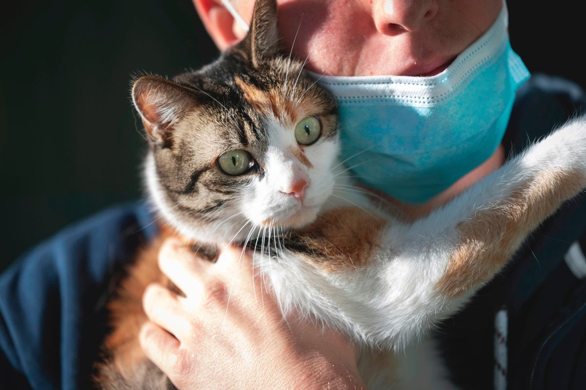 "Ils étaient en enfer" : des chiens et des chats sauvés d'une maison de l'horreur dans le Cantal