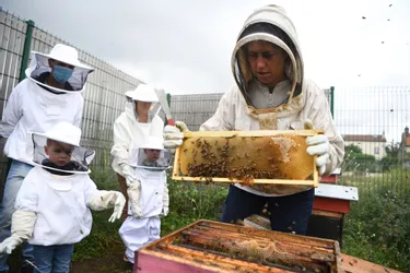 Le miel a été extrait du rucher communautaire, à Yzeure (Allier)