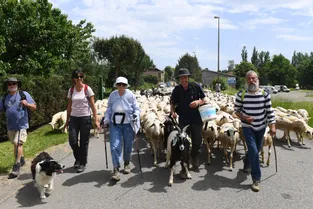 La transhumance ovine entre Lot et Cantal fait voir du pays à plus de 450 animaux