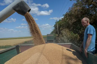 Pourquoi les cours du blé font les montagnes russes depuis le début de la guerre en Ukraine