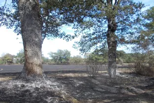 Incendie à Cosne-d'Allier : un important dispositif déployé et 55 hectares de végétation consumés