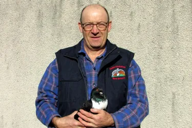 Un des pigeons élevés par Gérard Laval a remporté le championnat de France à Montluçon