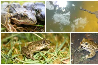 Amphibiens : la liste rouge d'Auvergne en six têtes et voix