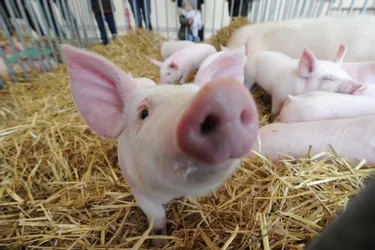 L’abattoir porcin de Montluçon, un échec qui a coûté plus de 10 millions d'euros à la collectivité