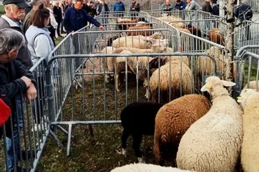 Belles rencontres à la foire aux agneaux