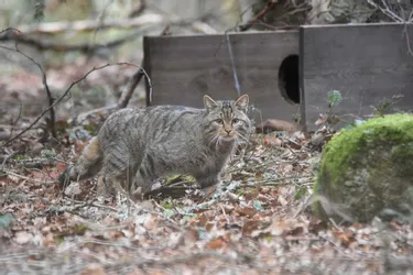 Le chat forestier percuté par une voiture en novembre a enfin retrouvé sa forêt à Saint-Hilaire-la-Plaine (Creuse)