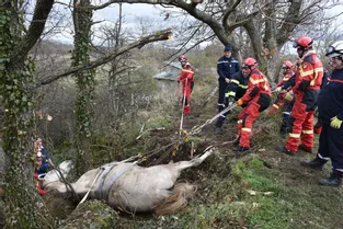 Un cheval tombé dans un fossé secouru par les sapeurs-pompiers, à Blanzat