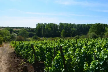 Découvrir la filière viticole et les vins AOC côtes d’Auvergne