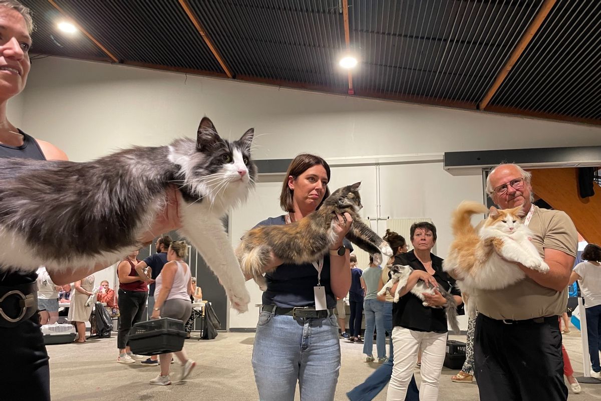 650 félins présents au salon du chat, à Chartrexpo, jusqu'à dimanche