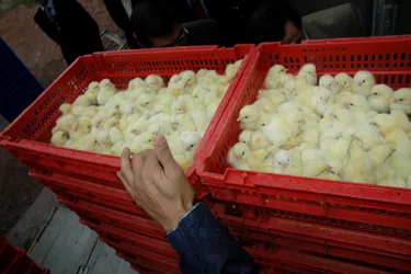 Grippe aviaire : l’État en alerte, pas les élus creusois