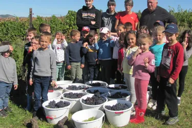 Les écoliers de Saint-Cirgues dans les vignes