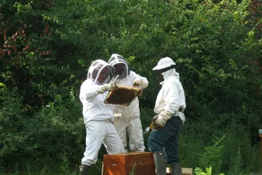 Première récolte de miel encourageante