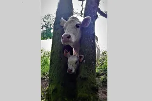 Blanquette et Bichon « déconfinés » par un éleveur d'Arronnes (Allier) après s'être coincés la tête entre deux arbres