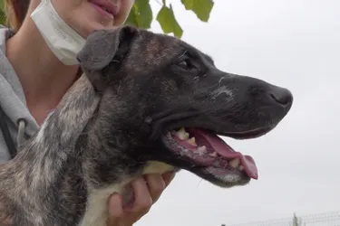 Une jeune chienne croisée berger et boxer à adopter à l'APA du Puy-de-Dôme