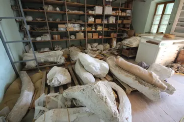 À la découverte des lieux inaccessibles au public : dans les réserves du musée de paléontologie de Chilhac (Haute-Loire)