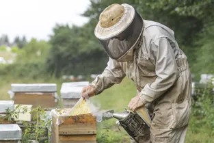 Dans le Cantal, l'apiculture particulièrement impactée par le mauvais temps