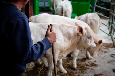Aide aux élevages bovins touchés par la crise sanitaire : pour qui ? Comment demander ? On vous explique