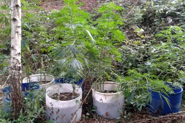 Corrèze: 47 plants de cannabis saisis chez un éducateur de Brive