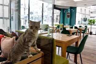 Manger au milieu des félins, à Clermont-Ferrand, "chat" vous tente ?